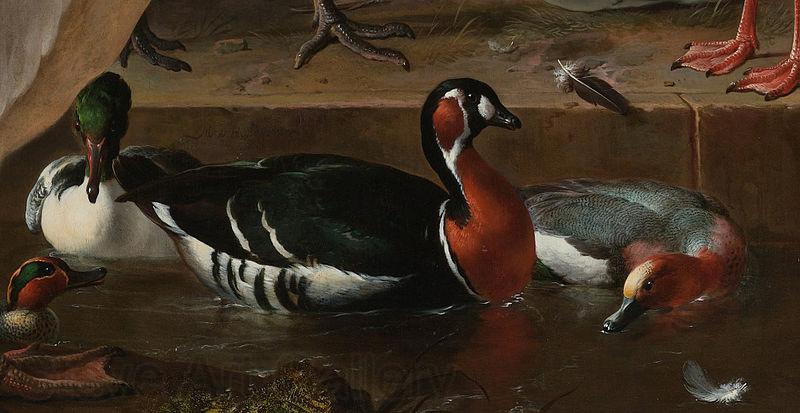 HONDECOETER, Melchior d A Pelican and Other Birds Near a Pool, known as 'The Floating Feather'
